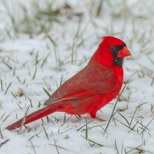 Meet your Posher, Janet